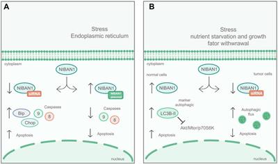 NIBAN1, Exploring its Roles in Cell Survival Under Stress Context